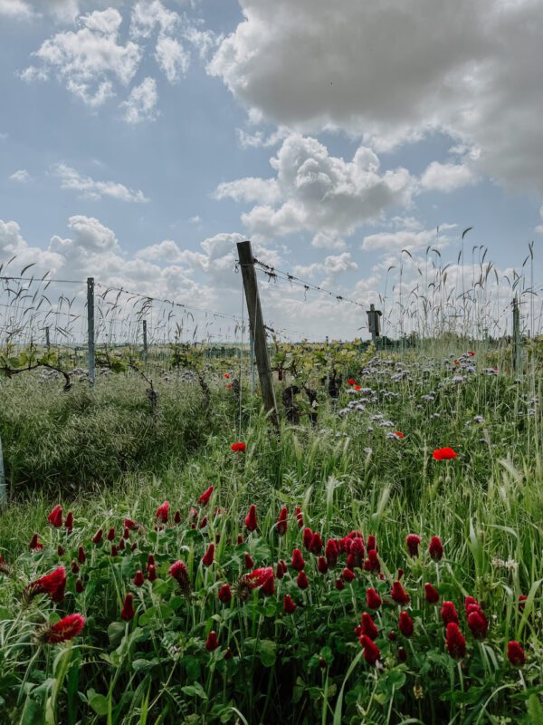 Frank John Vineyards in Pfalz 