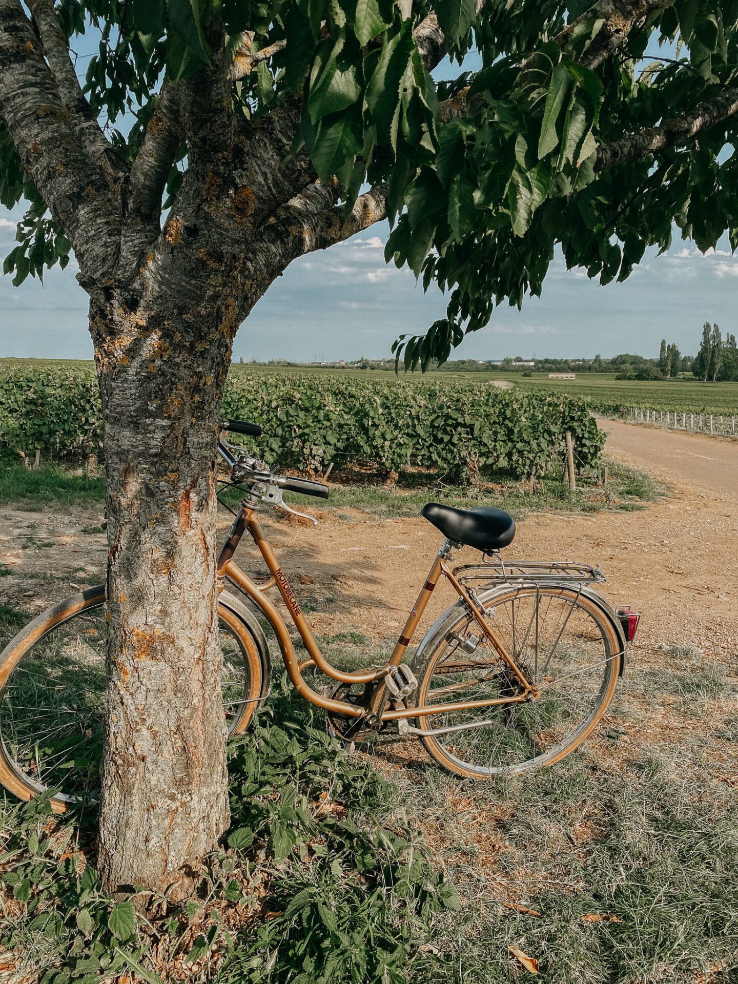 bike through vineyards in Beaune - Things to do in Beaune photo by Emily Fouilleroux