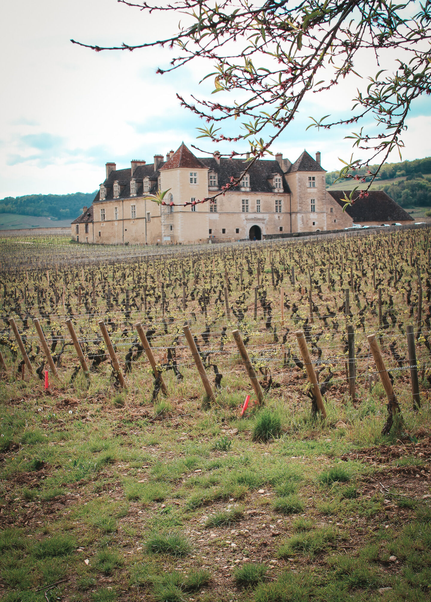 Visiting Clos de Vougeot during a private wine tour in Burgundy.